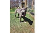 Adopt Athena a Pit Bull Terrier