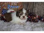 Shih Tzu Puppy for sale in Fort Worth, TX, USA