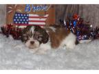 Shih Tzu Puppy for sale in Fort Worth, TX, USA
