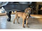 Rhodesian Ridgeback Puppy for sale in Ann Arbor, MI, USA