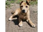 Adopt Emily a Mixed Breed