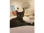 Adopt Lola a Domestic Short Hair