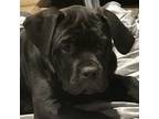 Cane Corso Puppy for sale in Shingletown, CA, USA