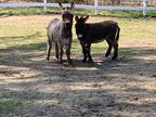Mini Donkeys (Jacks)