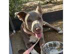 Adopt Sandy (Scrappy) a Pit Bull Terrier