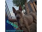 Adopt Sandy (Scrappy) a Pit Bull Terrier