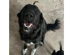 Adopt Nadya (Mom) (Lady) a Terrier, Border Collie