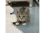 Adopt Twinkie a Domestic Short Hair