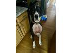 Adopt Bell a Great Dane