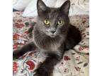 Adopt Tipsy a Domestic Long Hair, Russian Blue