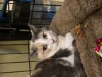 Adopt Cali a American Shorthair