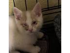 Adopt Snowball a American Shorthair