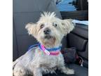 Adopt Dolce a Yorkshire Terrier