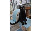 Adopt Rudder / Wilder a Domestic Short Hair