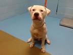 Adopt A533832 a Pit Bull Terrier