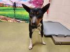 Adopt A533894 a Manchester Terrier, Basenji