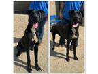 Adopt 18767 a Great Dane