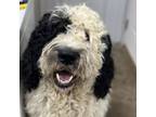 Adopt Texas a Poodle, Bernese Mountain Dog