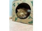 Adopt Mooch a Domestic Short Hair