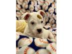 Adopt Manning a Pit Bull Terrier, Mixed Breed