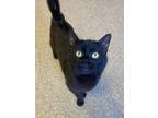 Adopt Draco a Domestic Short Hair