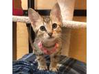 Adopt FIDDLE a Domestic Short Hair