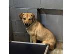 Adopt Brisket a Mixed Breed