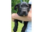 Adopt Lyric 39473 a Pit Bull Terrier, Labrador Retriever