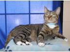 Adopt Anthony - 35994 a Domestic Short Hair, Tabby