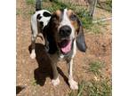 Adopt Roscoe Jenkins a Coonhound