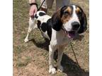 Adopt Roscoe Jenkins a Coonhound