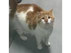 Adopt Gazorpazorp a Domestic Long Hair