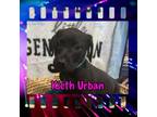 Adopt Kieth Urban a Hound