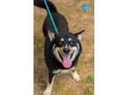 Adopt SPERRY a Husky, Mixed Breed