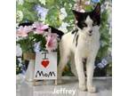 Adopt Jeffrey a Domestic Medium Hair