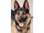 Adopt Titus a German Shepherd Dog