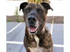 Adopt THOR a Plott Hound, Mixed Breed