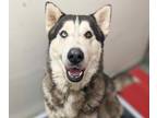 Adopt BRUCE* a Siberian Husky