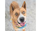 Adopt CHEWBACCA* a Australian Cattle Dog / Blue Heeler, Mixed Breed