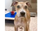 Adopt LINWOOD* a Pit Bull Terrier, Mixed Breed