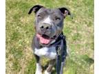 Adopt YETI* a Pit Bull Terrier, Mixed Breed