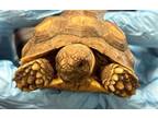 Adopt LEONARDO a Turtle