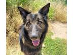 Adopt SHADOW a German Shepherd Dog, Mixed Breed