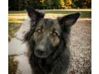 Adopt SHADOW a German Shepherd Dog, Mixed Breed