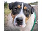 Adopt STANLEY* a Basset Hound, German Shepherd Dog