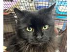 Adopt MIDNIGHT a Maine Coon