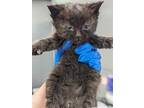 Adopt BAT MAN a Domestic Short Hair