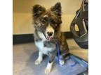 Adopt Manny a Border Collie, Mixed Breed