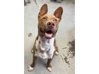 Adopt COFFEE a Pit Bull Terrier, Mixed Breed