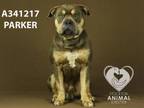 Adopt PARKER a Pit Bull Terrier